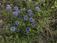 Globularia nudicaulis 10, Saxifraga-Willem van Kruijsbergen