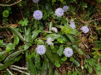 Globularia nudicaulis 12, Saxifraga-Ed Stikvoort