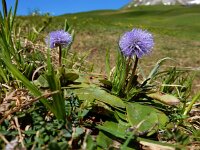 Globularia nudicaulis 13, Saxifraga-Ed Stikvoort