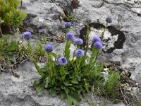 Globularia nudicaulis 17, Saxifraga-Luuk Vermeer