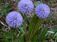 Globularia nudicaulis 18, Saxifraga-Harry Jans