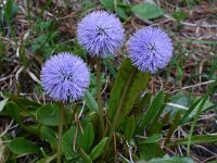 Globularia nudicaulis 19, Saxifraga-Harry Jans