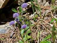 Globularia nudicaulis 5, Saxifraga-Willem van Kruijsbergen