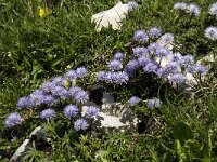 Globularia nudicaulis 9, Saxifraga-Willem van Kruijsbergen