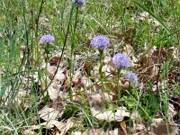 Globularia vulgaris 10, Saxifraga-Hans Grotenhuis