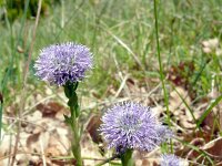 Globularia vulgaris 11, Saxifraga-Hans Grotenhuis