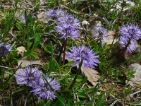 Globularia vulgaris 13, Saxifraga-Hans Grotenhuis