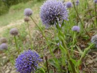 Globularia vulgaris 3, Saxifraga-Hans Grotenhuis