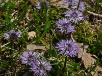 Globularia vulgaris 8, Saxifraga-Hans Grotenhuis
