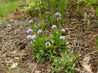 Globularia vulgaris 9, Saxifraga-Hans Grotenhuis