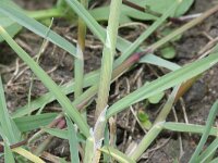 Glyceria declinata 3, Saxifraga-Rutger Barendse