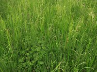 Glyceria maxima 11, Liesgras, Saxifraga-Hans Boll