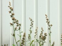 Gnaphalium coarctatum 11, Zilverdroogbloem, Saxifraga-Ed Stikvoort : droogbloemen Breda