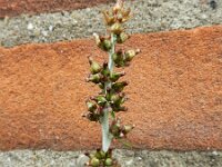 Gnaphalium coarctatum 12, Zilverdroogbloem, Saxifraga-Ed Stikvoort : droogbloemen Breda