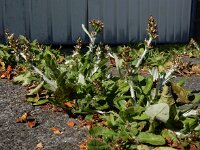 Gnaphalium coarctatum 2, Zilverdroogbloem, Saxifraga-Ed Stikvoort