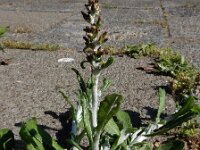 Gnaphalium coarctatum 3, Zilverdroogbloem, Saxifraga-Ed Stikvoort