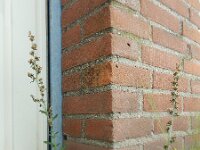 Gnaphalium coarctatum 7, Zilverdroogbloem, Saxifraga-Ed Stikvoort : droogbloemen Breda