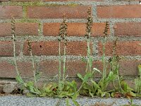 Gnaphalium coarctatum 8, Zilverdroogbloem, Saxifraga-Ed Stikvoort : droogbloemen Breda