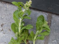 Gnaphalium pensylvanicum 1, Amerikaanse droogbloem, Saxifraga-Ed Stikvoort