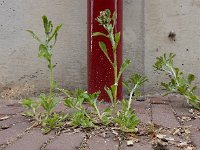 Gnaphalium pensylvanicum 2, Amerikaanse droogbloem, Saxifraga-Ed Stikvoort