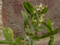 Gnaphalium pensylvanicum 3, Amerikaanse droogbloem, Saxifraga-Ed Stikvoort