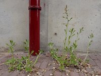 Gnaphalium pensylvanicum 7, Amerikaanse droogbloem, Saxifraga-Ed Stikvoort