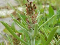 Gnaphalium subfalcatum 2, Sikkeldroogbloem, Saxifraga-Ed Stikvoort : droogbloemen Breda