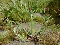 Gnaphalium subfalcatum 3, Sikkeldroogbloem, Saxifraga-Ed Stikvoort : droogbloemen Breda