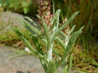 Gnaphalium subfalcatum 6, Sikkeldroogbloem, Saxifraga-Ed Stikvoort : droogbloemen Breda