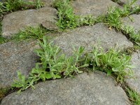 Gnaphalium subfalcatum 7, Sikkeldroogbloem, Saxifraga-Ed Stikvoort : droogbloemen Breda