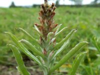 Gnaphalium subfalcatum 8, Sikkeldroogbloem, Saxifraga-Ed Stikvoort : droogbloemen Breda