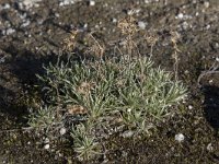 Gnaphalium supinum