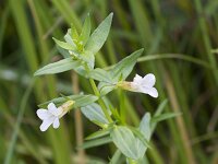 Gratiola officinalis 21, Genadekruid, Saxifraga-Jan Nijendijk