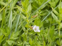 Gratiola officinalis 22, Genadekruid, Saxifraga-Jan Nijendijk