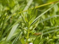 Gratiola officinalis 23, Genadekruid, Saxifraga-Jan Nijendijk