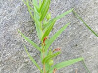 Gratiola officinalis 7, Genadekruid, Saxifraga-Rutger Barendse