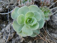 Greenovia aurea 2, Saxifraga-Rutger Barendse