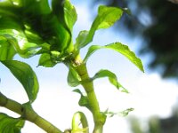 Groenlandia densa 3, Paarbladig fonteinkruid, Saxifraga-Rutger Barendse