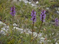 Gymnadenia borealis 11, Saxifraga-Willem van Kruijsbergen