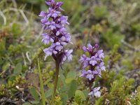 Gymnadenia borealis 3, Saxifraga-Willem van Kruijsbergen
