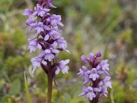 Gymnadenia borealis 4, Saxifraga-Willem van Kruijsbergen