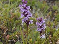 Gymnadenia borealis 6, Saxifraga-Willem van Kruijsbergen