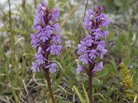 Gymnadenia borealis 7, Saxifraga-Willem van Kruijsbergen