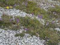 Gymnadenia borealis 9, Saxifraga-Willem van Kruijsbergen