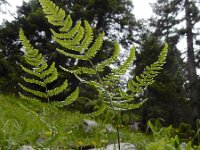 Gymnocarpium robertianum 10, Rechte driehoeksvaren, Saxifraga-Ed Stikvoort