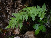 Gymnocarpium robertianum 11, Rechte driehoeksvaren, Saxifraga-Ed Stikvoort