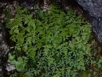 Gymnocarpium robertianum 12, Rechte driehoeksvaren, Saxifraga-Ed Stikvoort