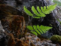 Gymnocarpium robertianum 13, Rechte driehoeksvaren, Saxifraga-Ed Stikvoort