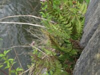 Gymnocarpium robertianum 14, Rechte driehoeksvaren, Saxifraga-Rutger Barendse