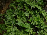 Gymnocarpium robertianum 15, Rechte driehoeksvaren, Saxifraga-Ed Stikvoort